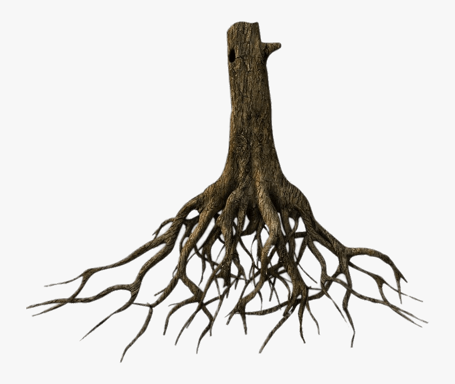 Lower Tree Trunk And Roots - Root Png, Transparent Clipart