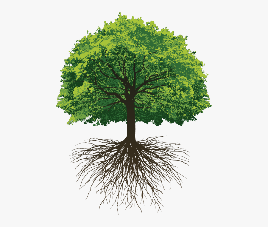 Oak Tree With Roots Clip Art, Transparent Clipart