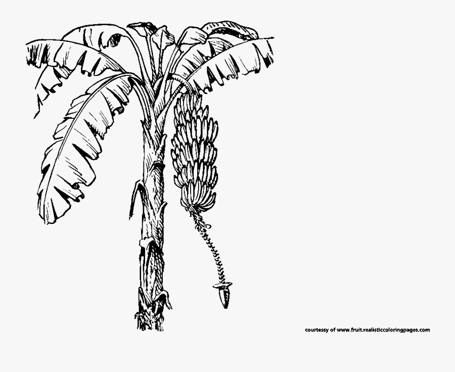 Banana Tree Drawing At - Fruit Tree Clipart Black And White, Transparent Clipart