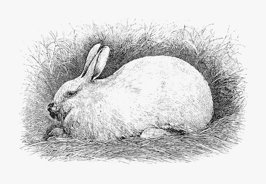 Clip Art Small Farmer S Journal - Domestic Rabbit, Transparent Clipart