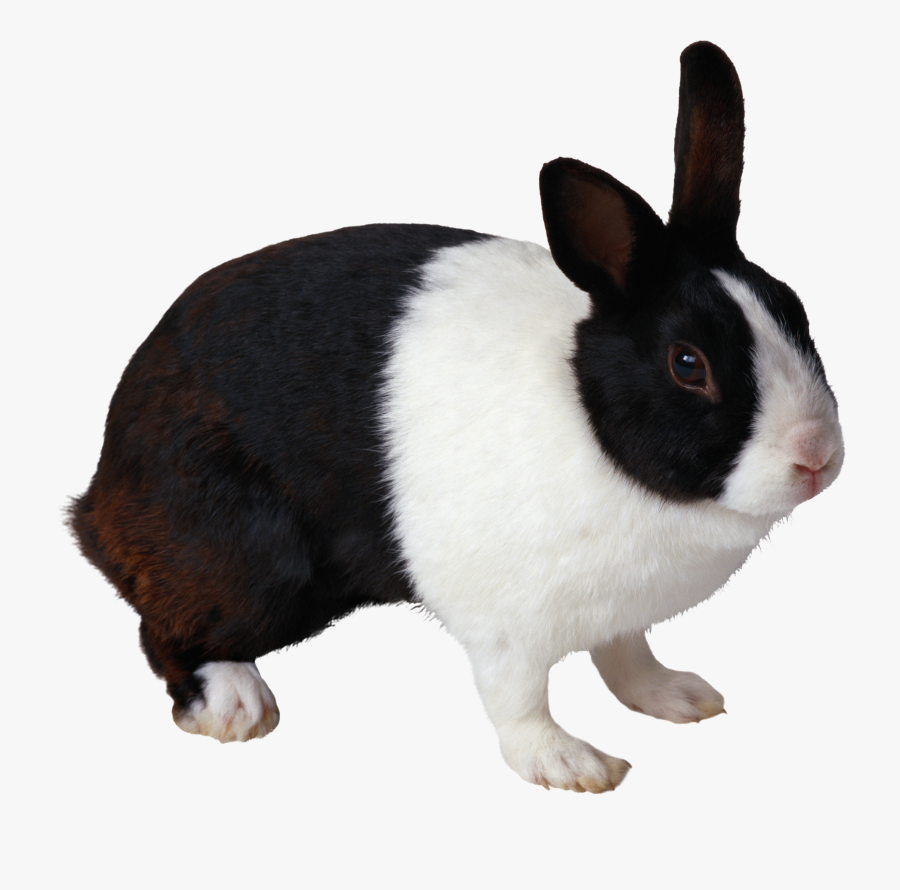 Raised One - Black And White Rabbit Png, Transparent Clipart