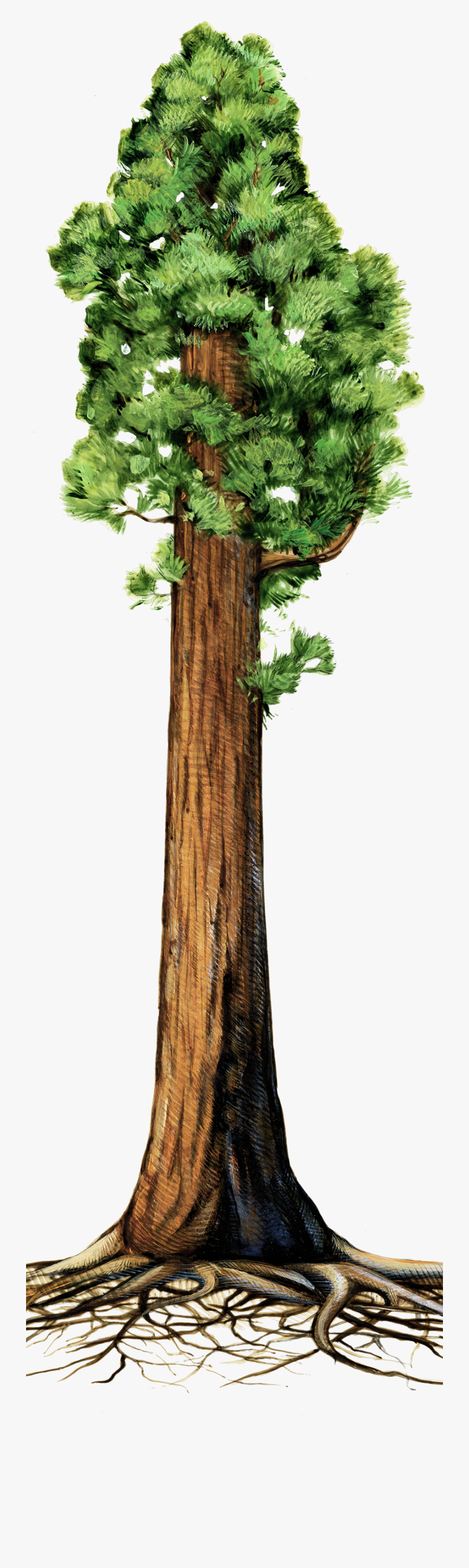 Drawn Roots Sequoia Tree - Sequoia Tree Clip Art, Transparent Clipart