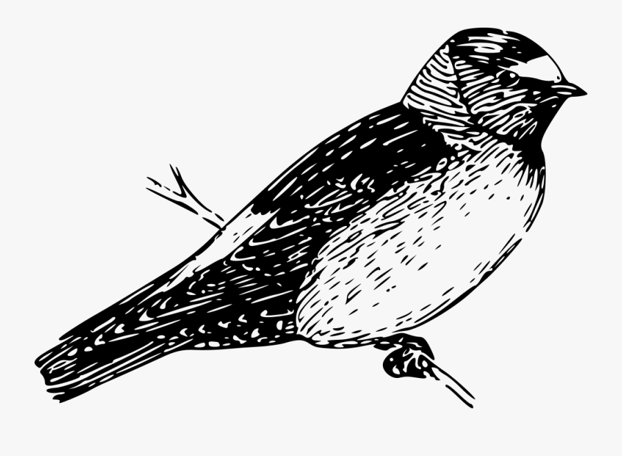 Cliff Swallow Clipart, Transparent Clipart