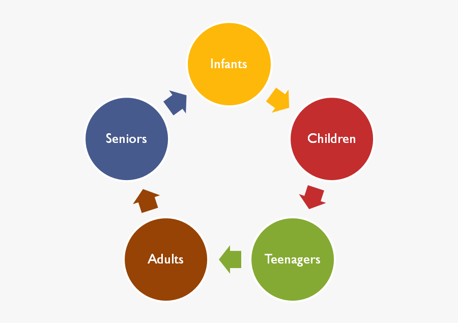 Food And Nutrition Images - Nutrition Life Cycle, Transparent Clipart