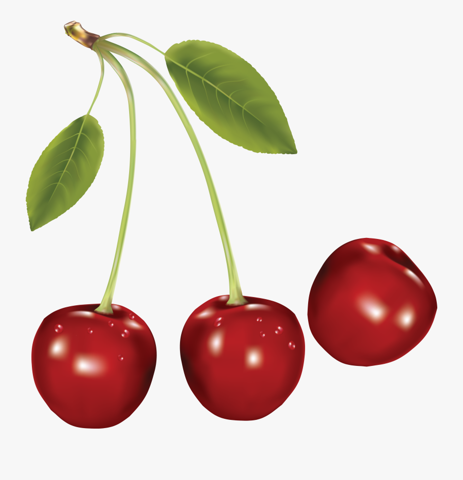 Cherry Clipart Genus Prunus - Cherry Png, Transparent Clipart