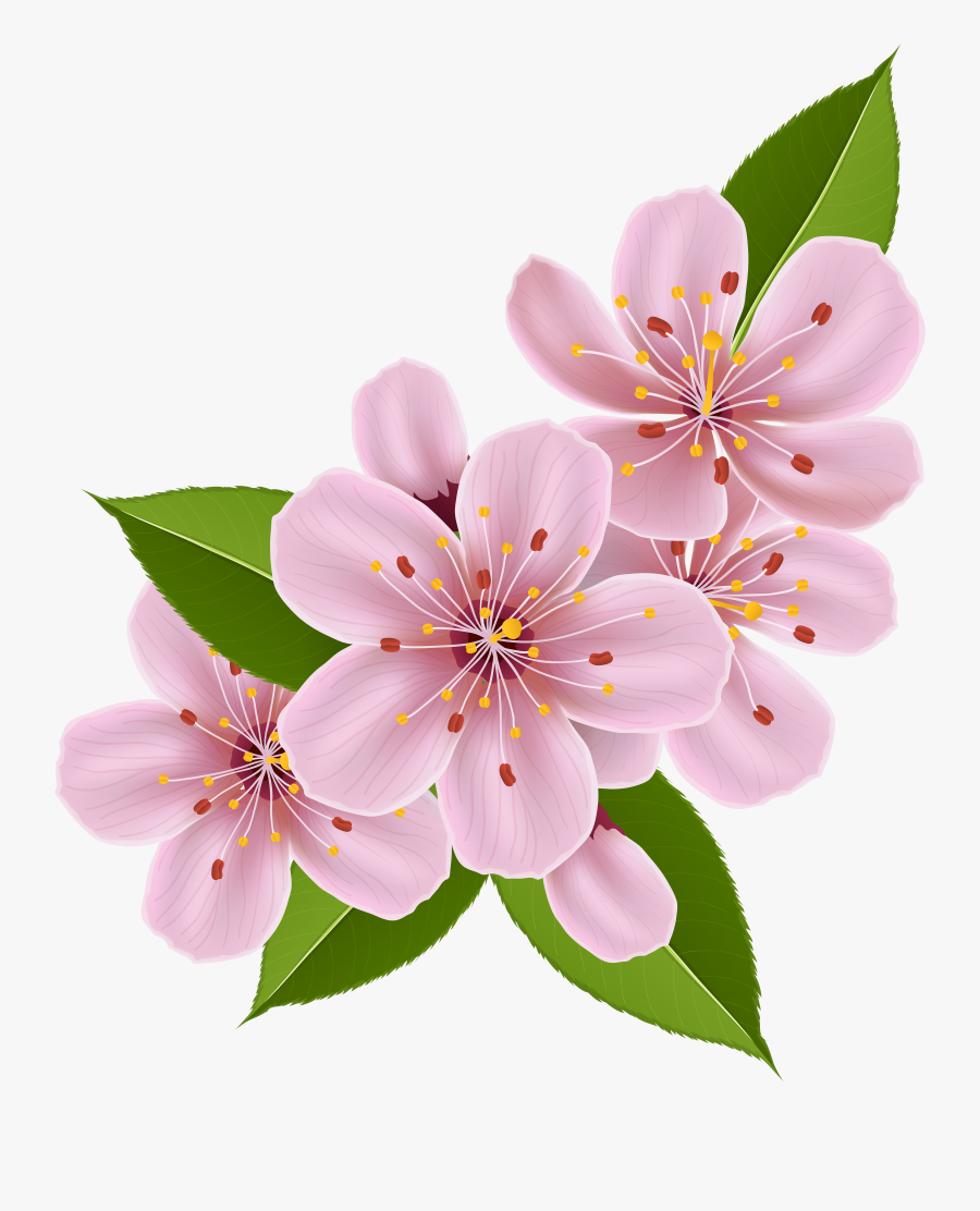 Cherries Clipart Blossum - Imagens De Flores Bonitas, Transparent Clipart