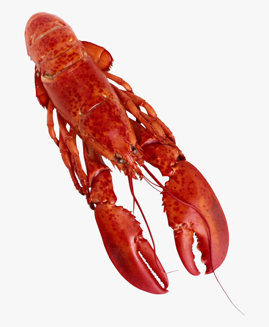 Lobster Png Clipart - Lobster Png, Transparent Clipart