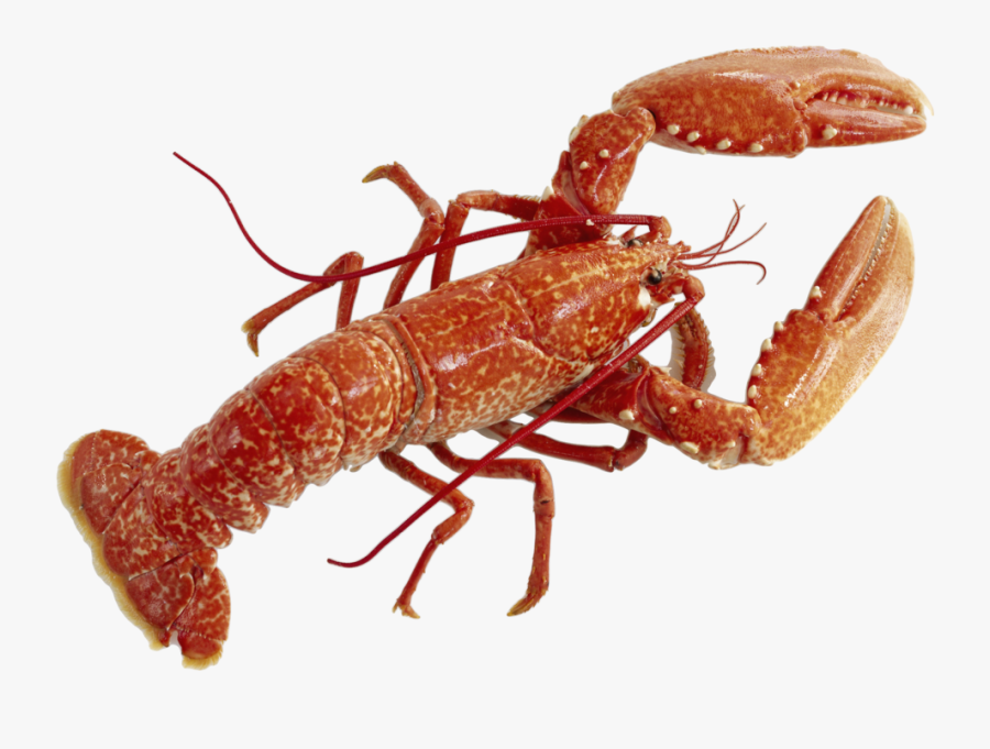 Lobster Png Pic - Lobster Transparent Background, Transparent Clipart