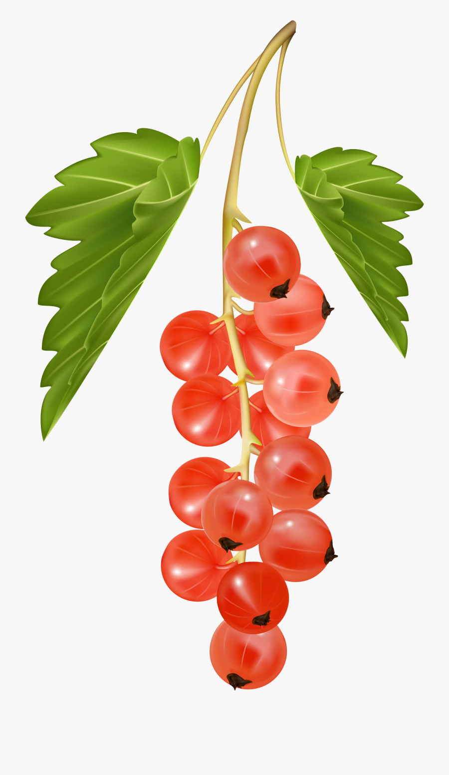 Red Currant Png, Transparent Clipart