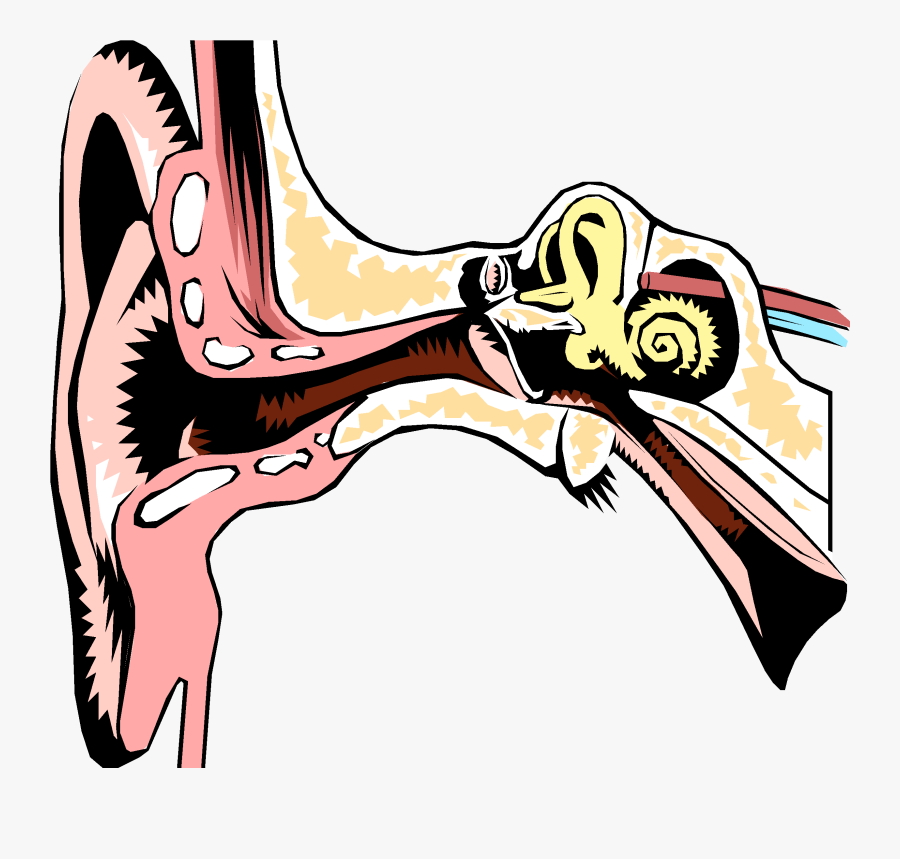 In The Interest Of Safety And To Make Sure Irrigation - Ear The Organ Of Hearing And Balance Powerpoint, Transparent Clipart
