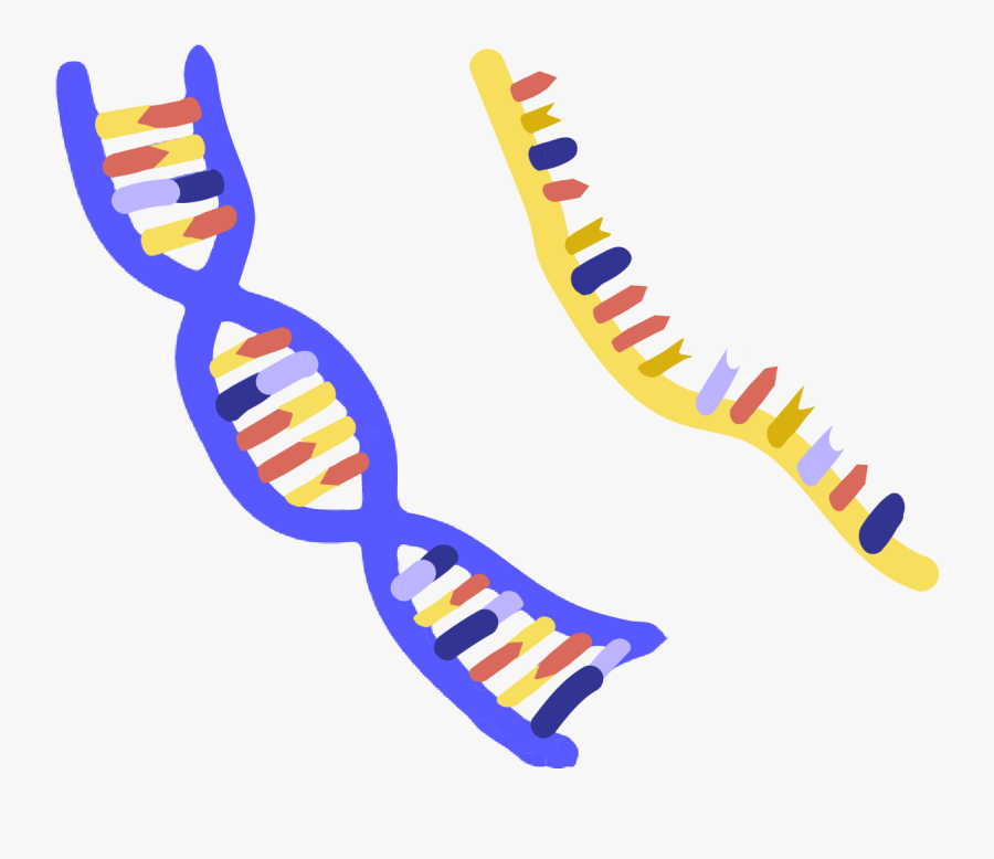 Innovative Genomics Institute Igi - Dna Illustration Transparent Png, Transparent Clipart