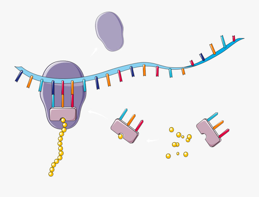 Dna Clip Art, Transparent Clipart
