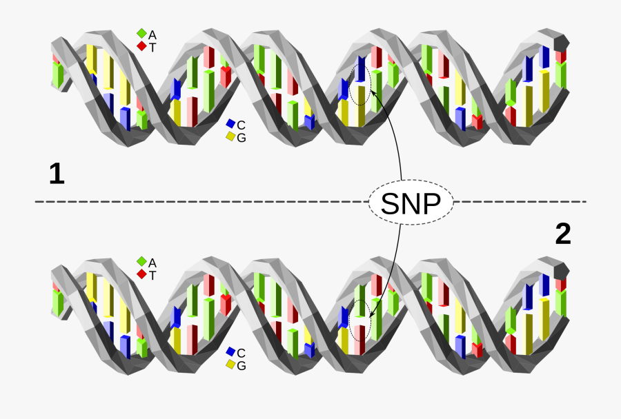 Dna Svg Genetics Clip Art Black And White - Single Nucleotide Polymorphisms, Transparent Clipart
