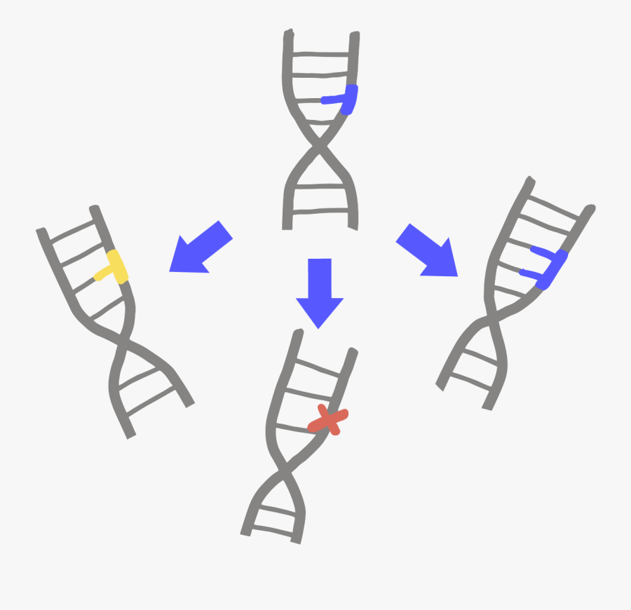 Image Of Three Types Of Mutations In Dna - Mutation Png, Transparent Clipart