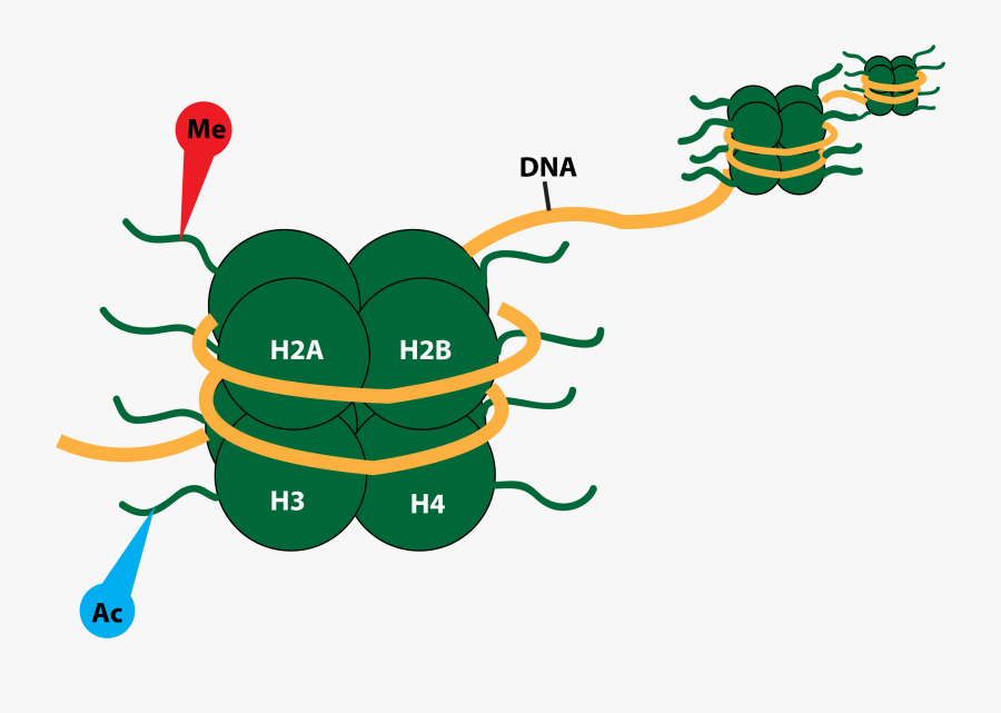 Featured Article Image, Transparent Clipart