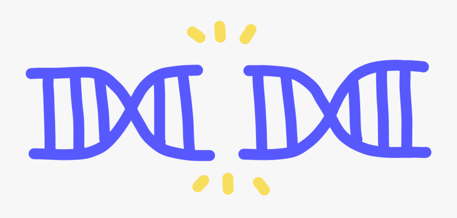 Image Of A Double Stranded Break In The Center Of A - Dna Double Strand Breaks Dsbs, Transparent Clipart