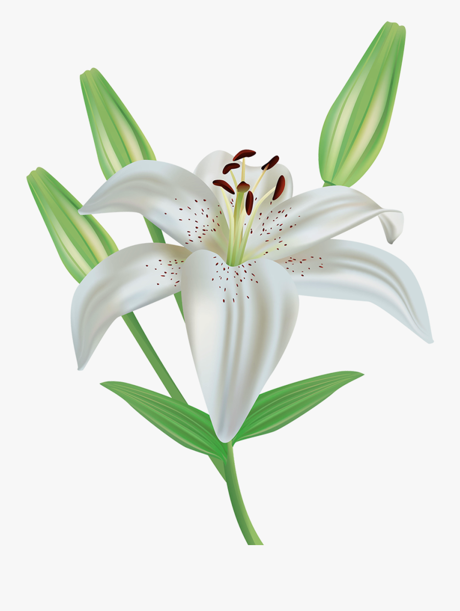 Clip Art Lily Flower Clipart - White Lily Flower Clipart, Transparent Clipart