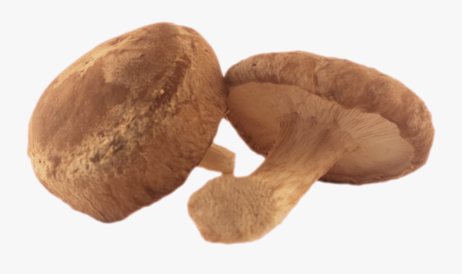 Clip Art Mushroom Season - Shiitake Mushroom Transparent, Transparent Clipart