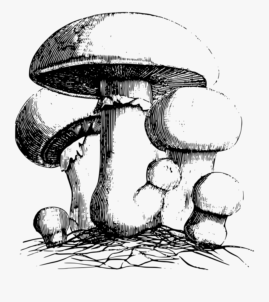Common Meadow Mushroom, Transparent Clipart