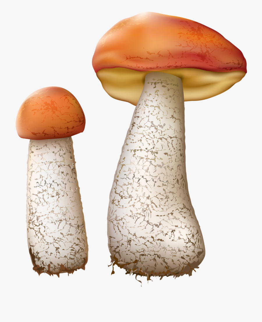 Pleurotus Eryngii, Transparent Clipart