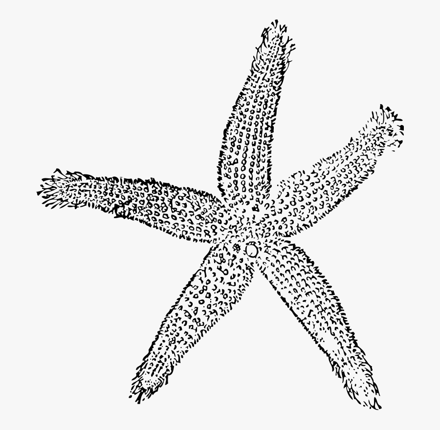 Transparent Letter Clipart Black And White - Coral Starfish Clipart, Transparent Clipart