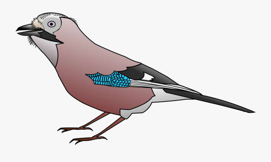 Perching Bird,jay,bird - Mountain Bluebird, Transparent Clipart