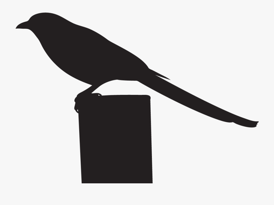 All About Birds Clipart , Png Download - Crow, Transparent Clipart