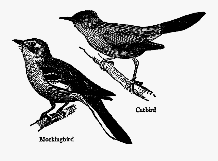 Bird Image Transfer Craft Image Supplies Collage Sheet - Black And White Mockingbird, Transparent Clipart