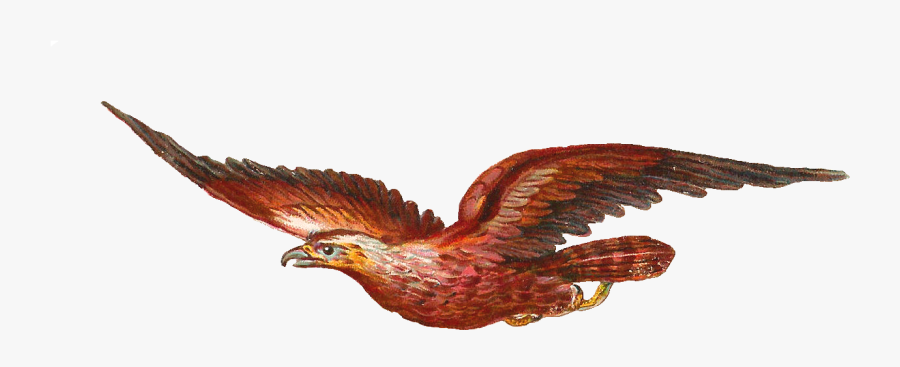 Bird Of Prey Clip Art - Bird Moving Clip Art, Transparent Clipart