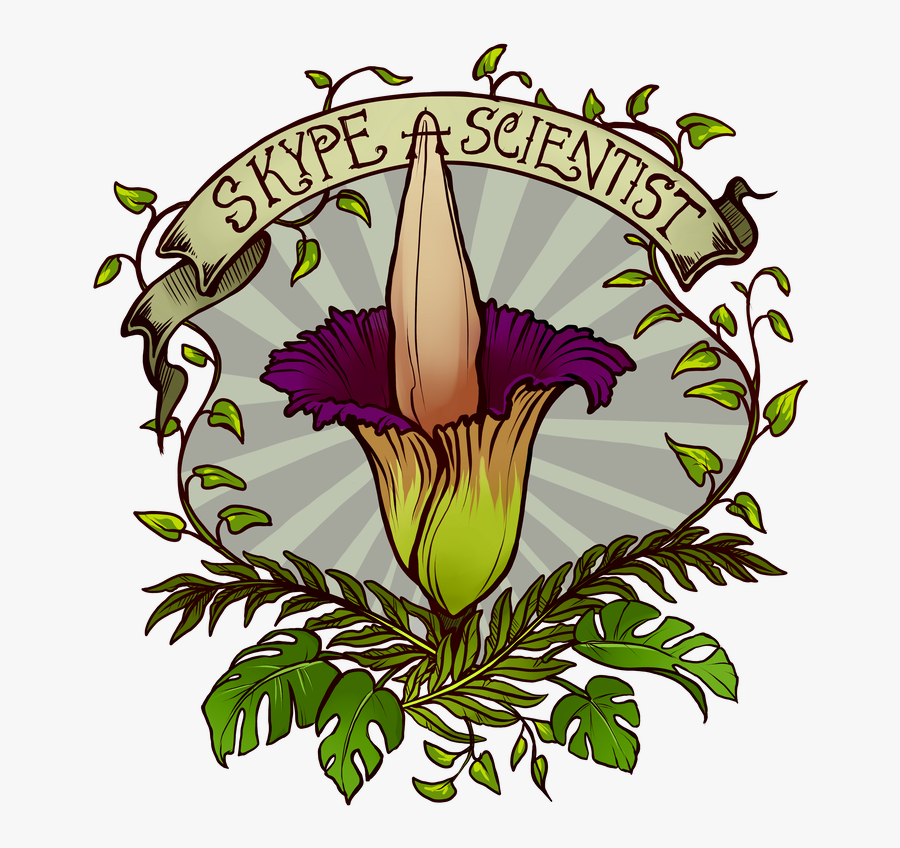 Picture - Illustration, Transparent Clipart