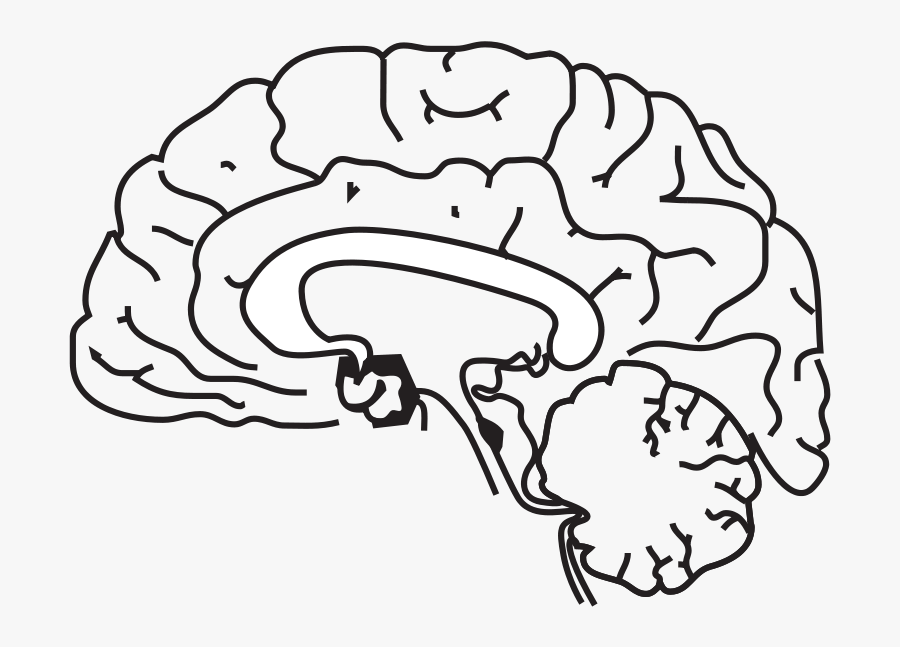 Science Coloring Pages - Human Brain Clip Art Black And White, Transparent Clipart