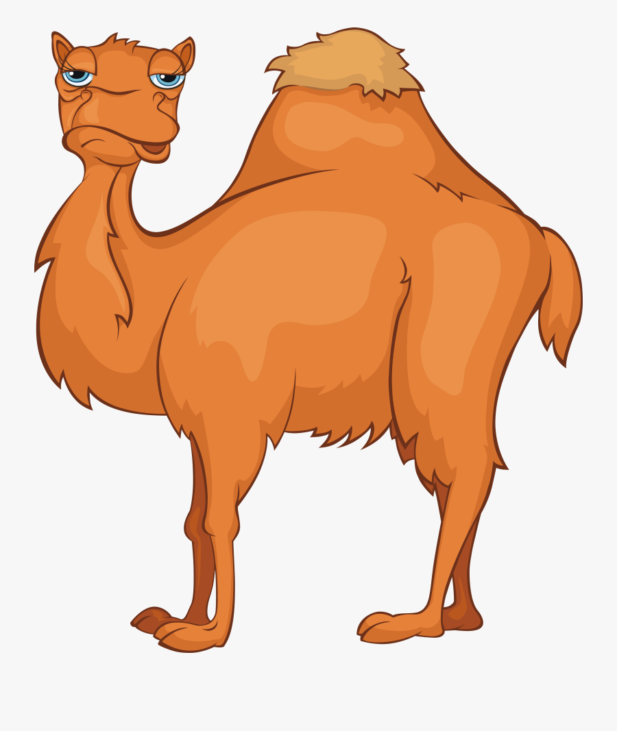 Camel Cartoon Stock Photography Stock Illustration - Old Camel Clipart, Transparent Clipart