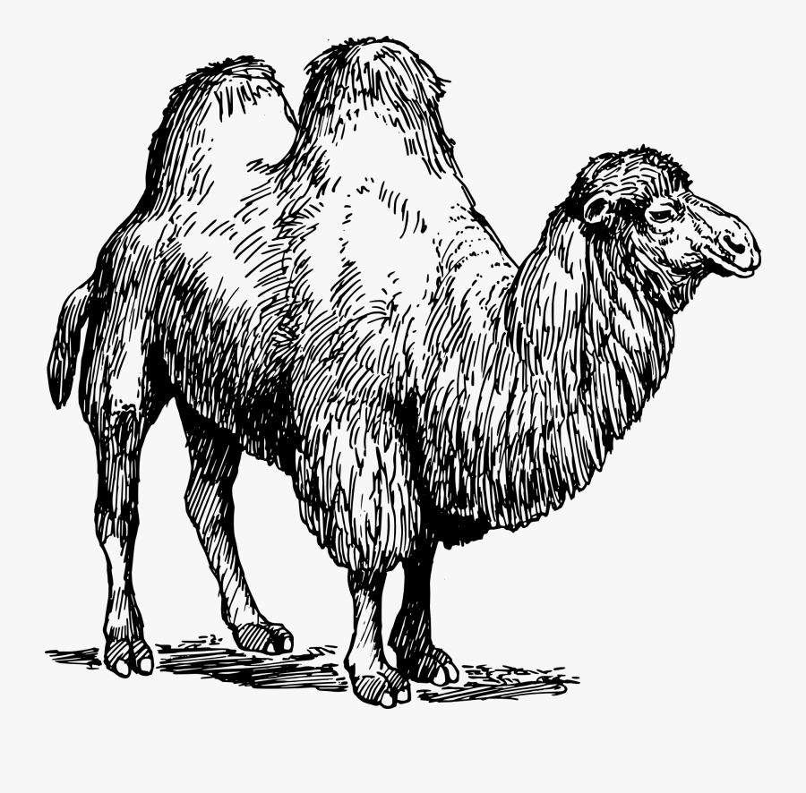 Free Vector Camel Clip Art - Types Of Animal Fibres, Transparent Clipart