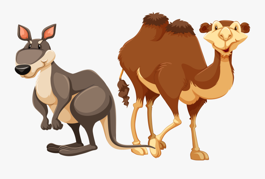 Camel Stock Photography Illustration - Parts Of Kangaroo, Transparent Clipart