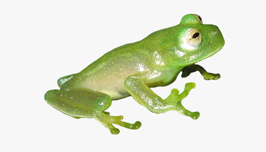 Green And Orange Frog Clipart - Frog, Transparent Clipart