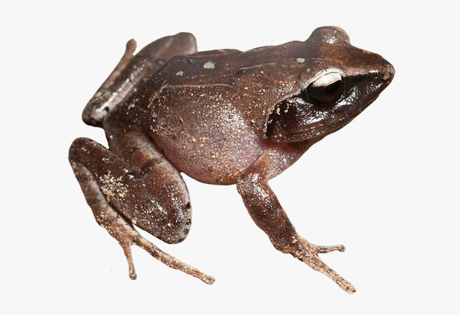 Brown Frog Clipart - Wood Frog Transparent Background, Transparent Clipart
