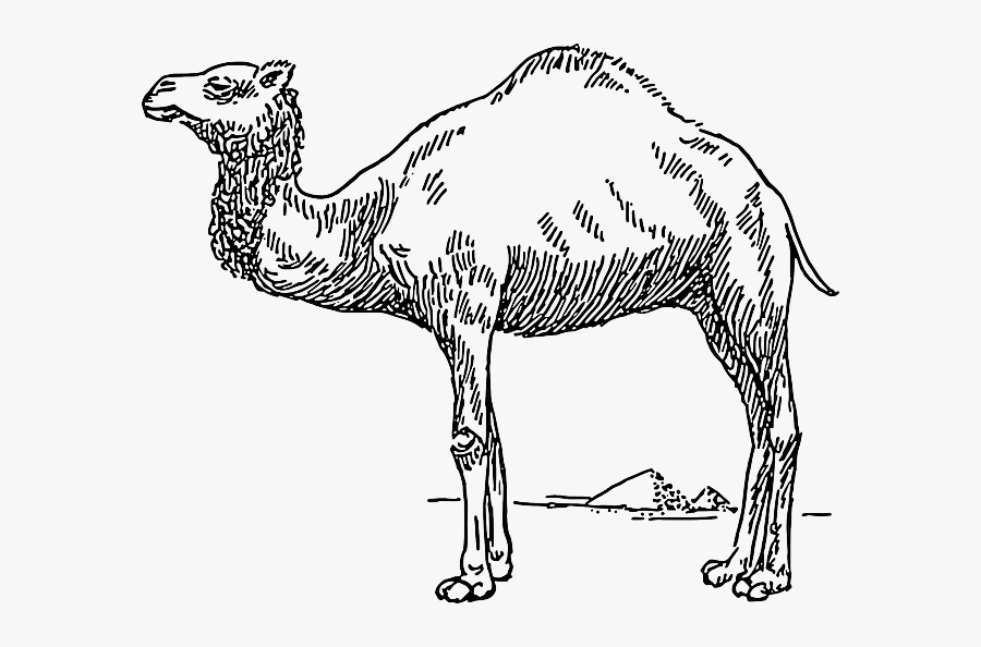 Free Pictures Drawing - Dromedary Camel Clip Art, Transparent Clipart
