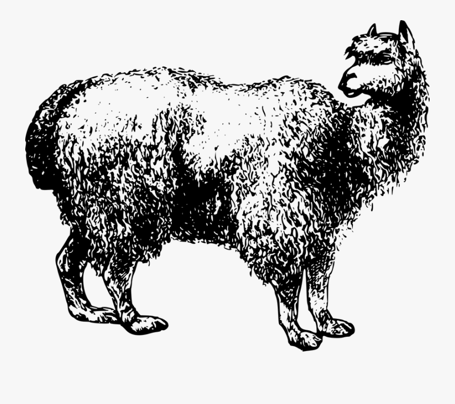 Camel Wool Cliparts - Alpaca, Transparent Clipart