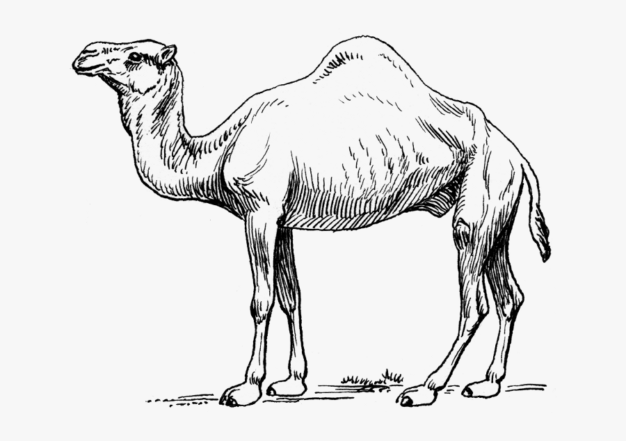 Camel Clipart Sketch - Camel In Black And White, Transparent Clipart