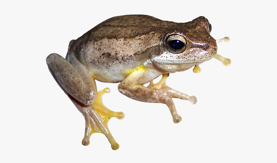 Jervis Bay Tree Frog, Transparent Clipart