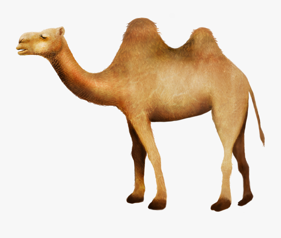 Clip Art Camel In Desert Picture - Camellos Png, Transparent Clipart