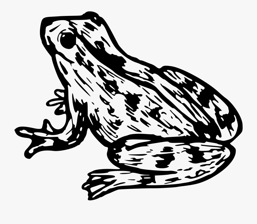 Frog 9 Png Royalty Free Stock - Clipart Cane Toad, Transparent Clipart