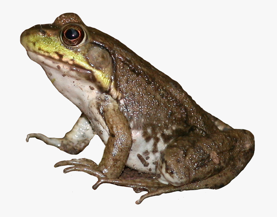 Transparent Frog Png - Brown Frog Png, Transparent Clipart
