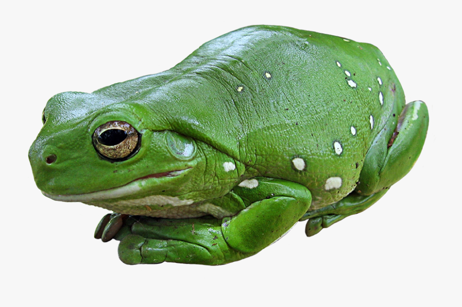 Green Tree Frog - Frogs Big, Transparent Clipart