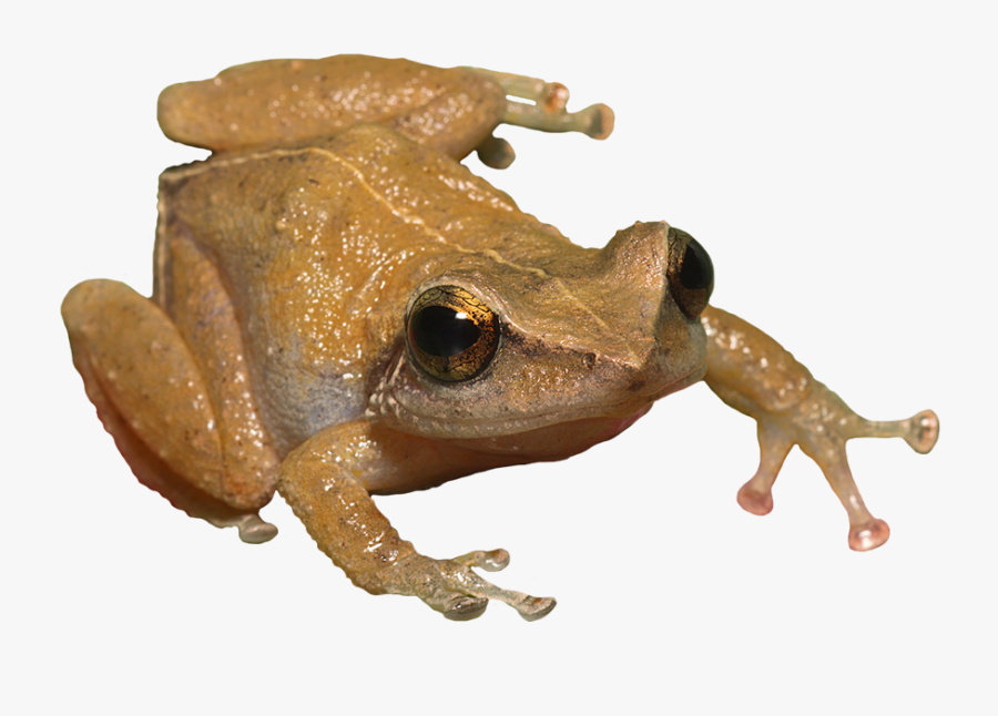 Toad Clipart Coqui Frog - Coqui Frog Puerto Rico Transparent Png, Transparent Clipart