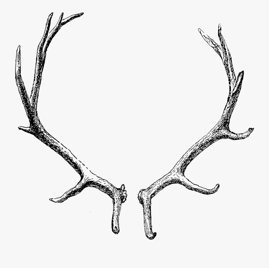 Graphic Free Library Subhelic - Deer Antlers Transparent Background, Transparent Clipart