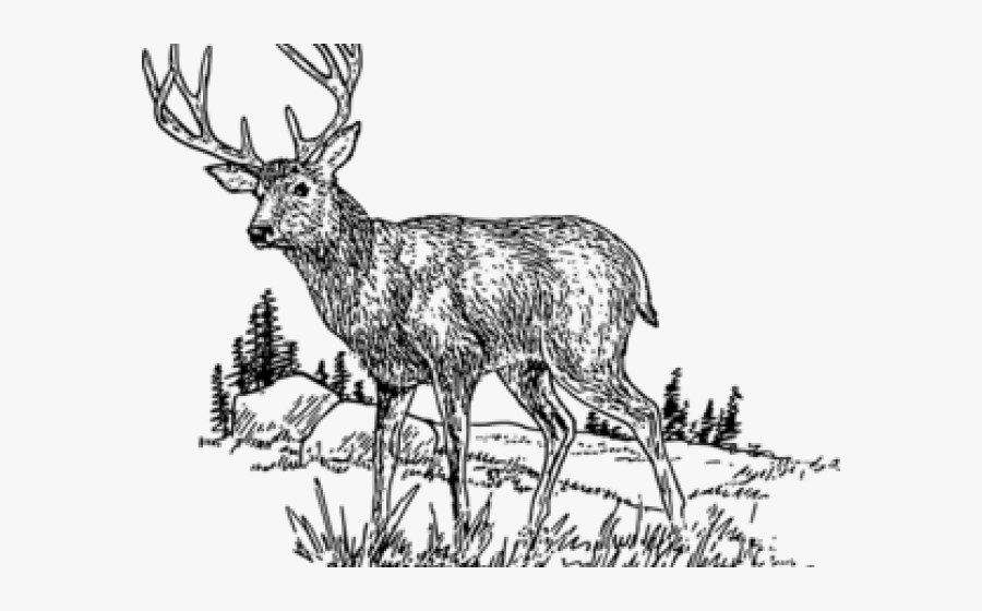 Clipart Deer Images Black And White, Transparent Clipart