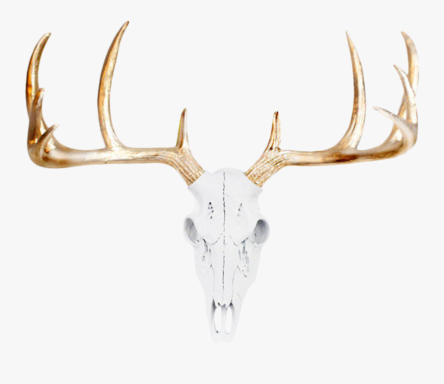 Clip Art Stock Transparent Antlers Gold - Side View Of Deer Skull, Transparent Clipart