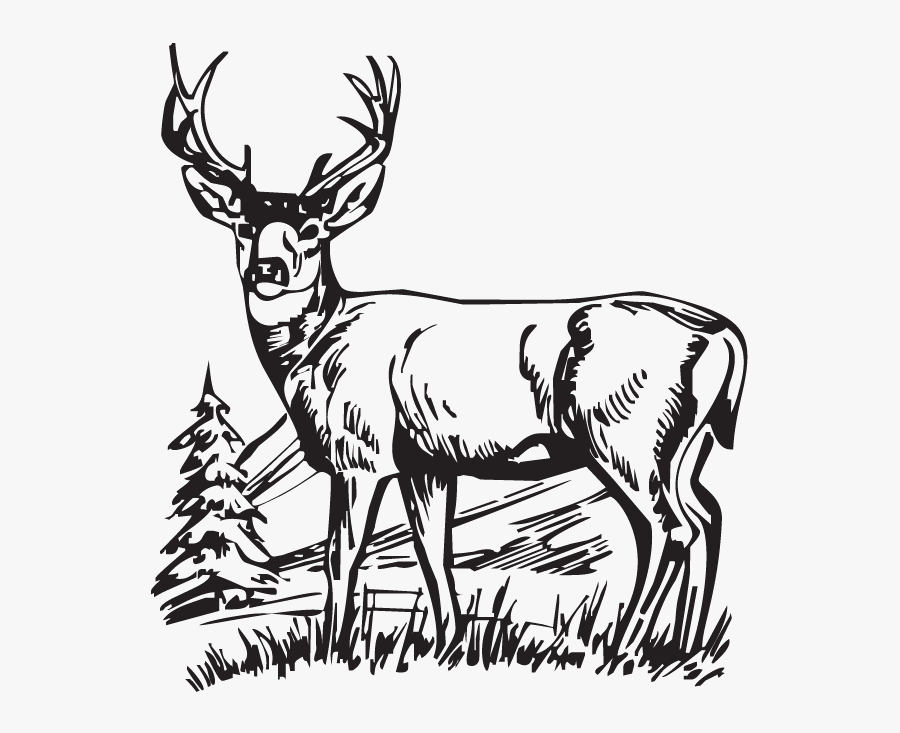 Deer, Hunting, Drawing, Transparent Png Image Clipart - White Tailed Deer Clipart, Transparent Clipart