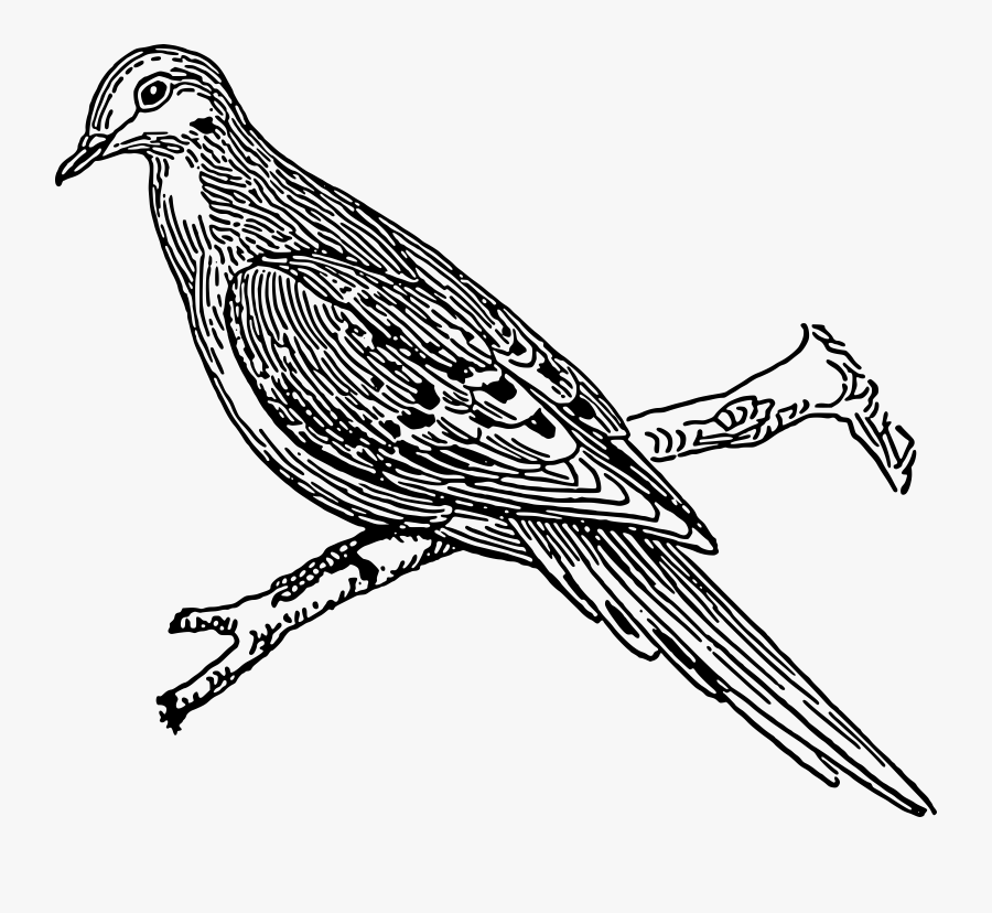 Holy Spirit Clip Art Download - Outline Image Of Cuckoo, Transparent Clipart